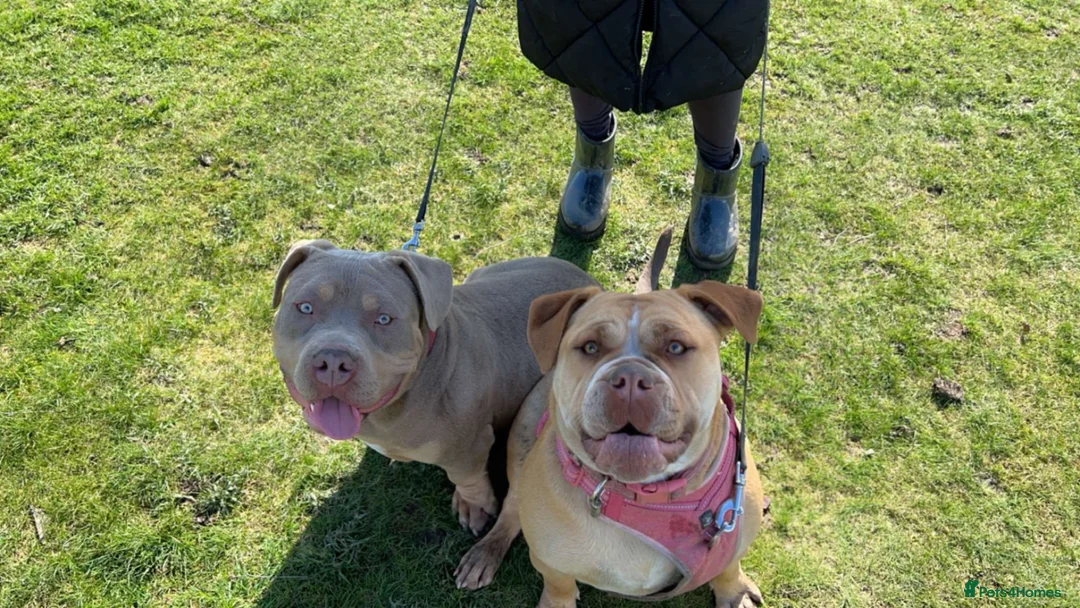 Dorset Olde Tyme Bulldogge dogs for sale: Forever homes  in Wakefield - Advert 15