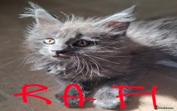 Maine Coon cats for sale: Gorgeous Maine Coon Kittens-Champion Bloodlines - Image 19