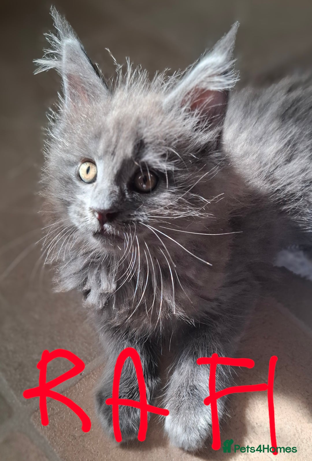 Maine Coon cats for sale: Gorgeous Maine Coon Kittens-Champion Bloodlines - Image 19