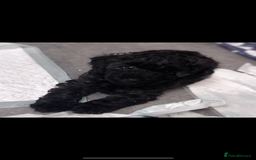 Yorkiepoo dogs for sale: Beautiful yorkipoo puppy  - Image 6