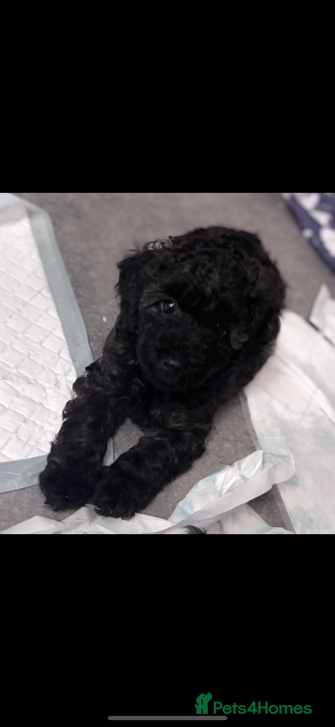 Yorkiepoo dogs for sale: Beautiful yorkipoo puppy  - Image 6