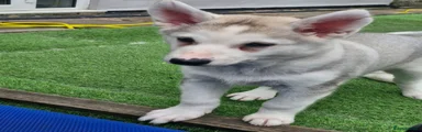 Siberian Husky Puppy 3 