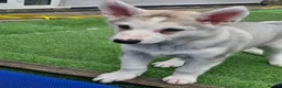 Siberian Husky dogs for sale: 3 beautiful husky puppies  - Advert 3