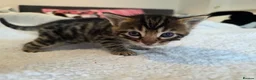 Mixed Breed cats for sale: Bengal cross kittens - stunning colours in Stroud - Advert 9