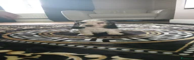 Cocker Spaniel 1