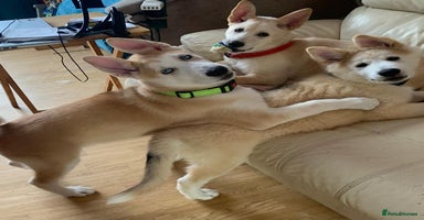 Huskita dogs - Advert 8