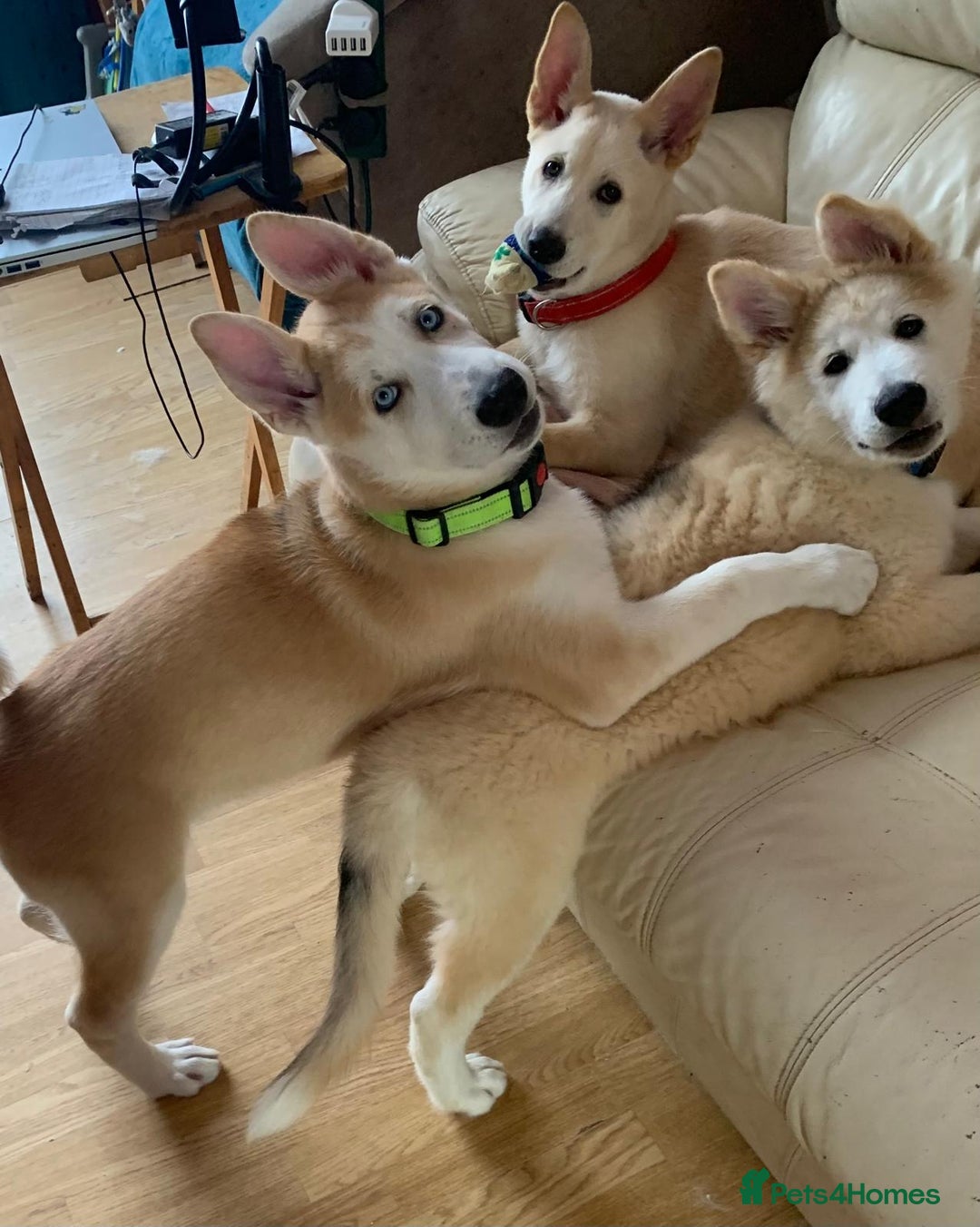 Huskita dogs for sale: Playful Huskita Puppies – Vaccinated & Ready Today - Image 2