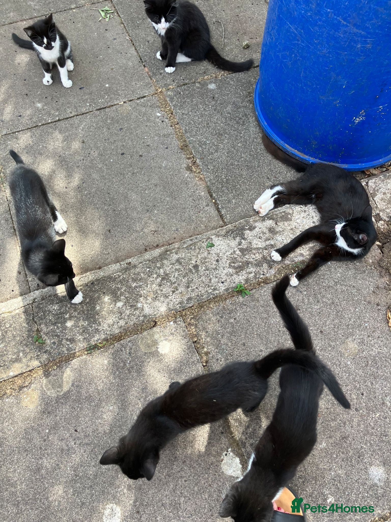 British Shorthair cats Five Lovable Kittens For Sale - Advert 17