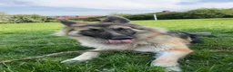 German Longhaired Pointer dogs for sale: Long haired German shepherd  in Leeds - Advert 4