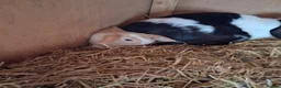 Mini Lop rabbits for sale: Beautiful min lop bunnies  - Advert 5