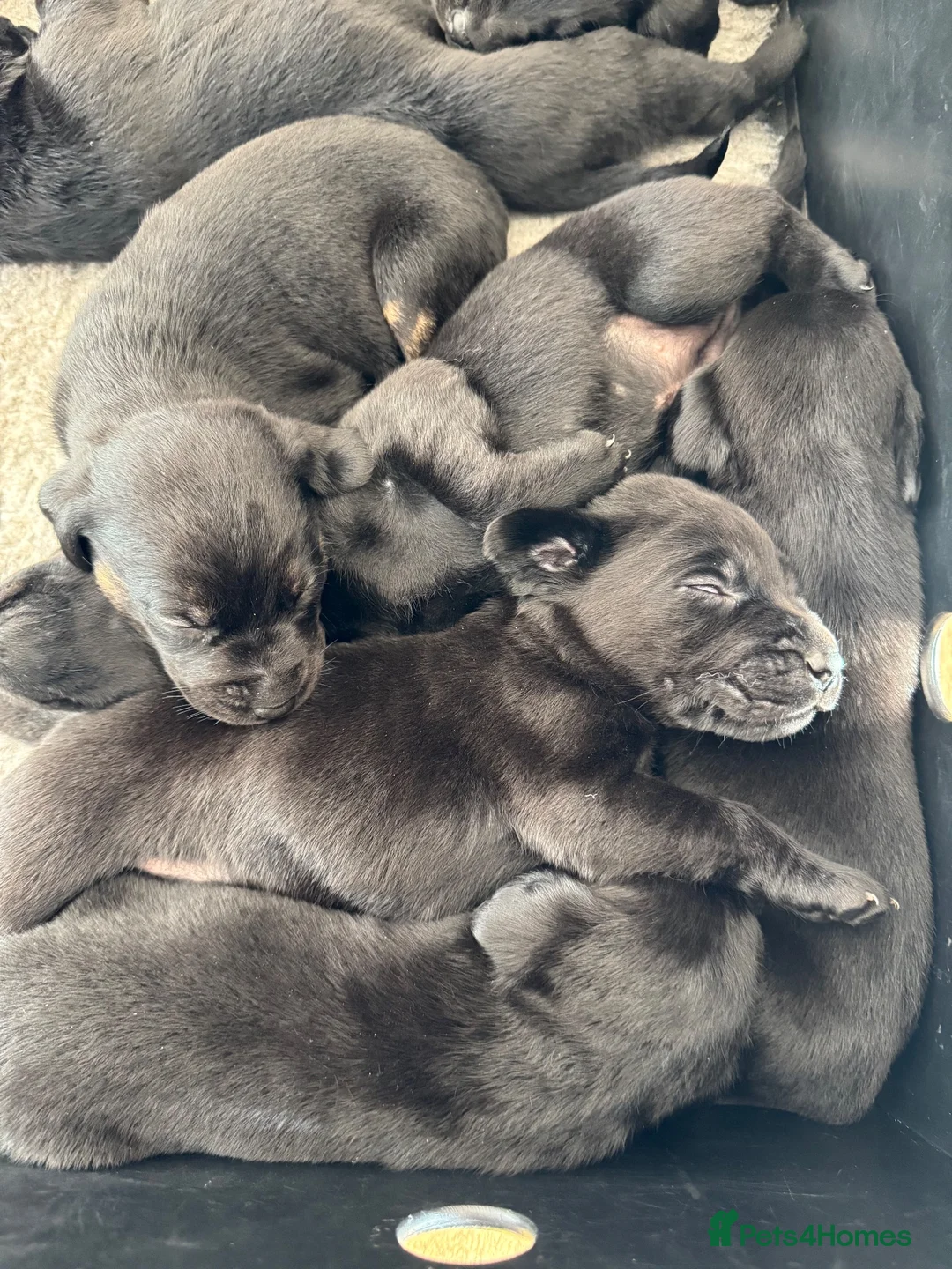 Labrador Retriever dogs for sale: Adorable Labrador Puppies For Sale - Advert 1