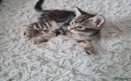 Mixed Breed cats for sale: Beautiful fluffy kittens - Image 6