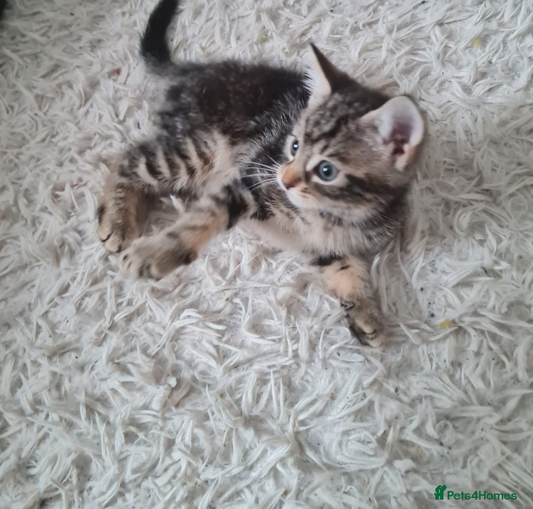 Mixed Breed cats for sale: Beautiful fluffy kittens - Image 6