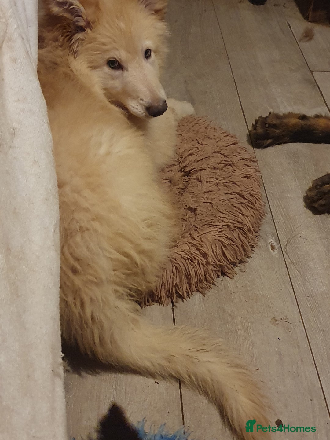 German Shepherd dogs for sale: Stunning white puppy 6 months old ready now in Horsham - Image 24