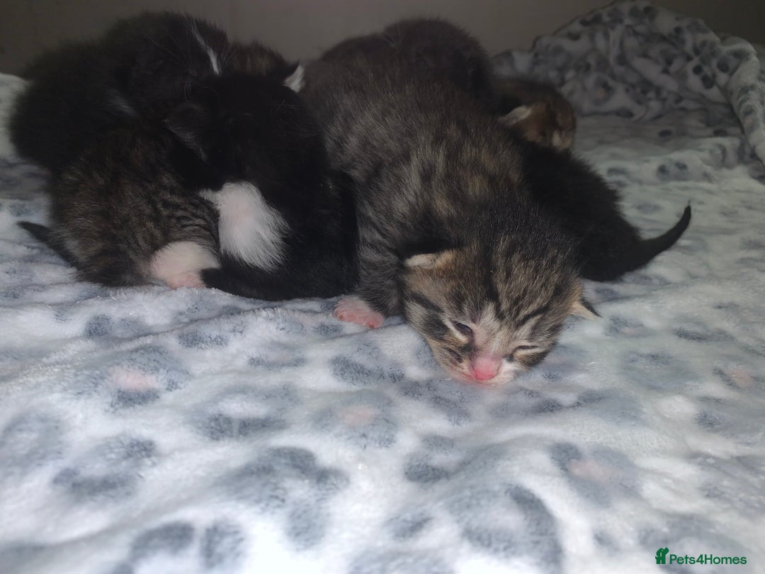 Mixed Breed cats for sale: Bright tabby’s and black kittens  - Advert 24