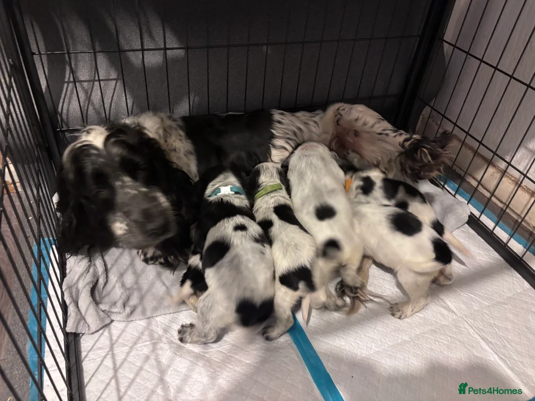 Cocker Spaniel dogs for sale: Cocker Spaniel Puppies For Sale - Advert 10