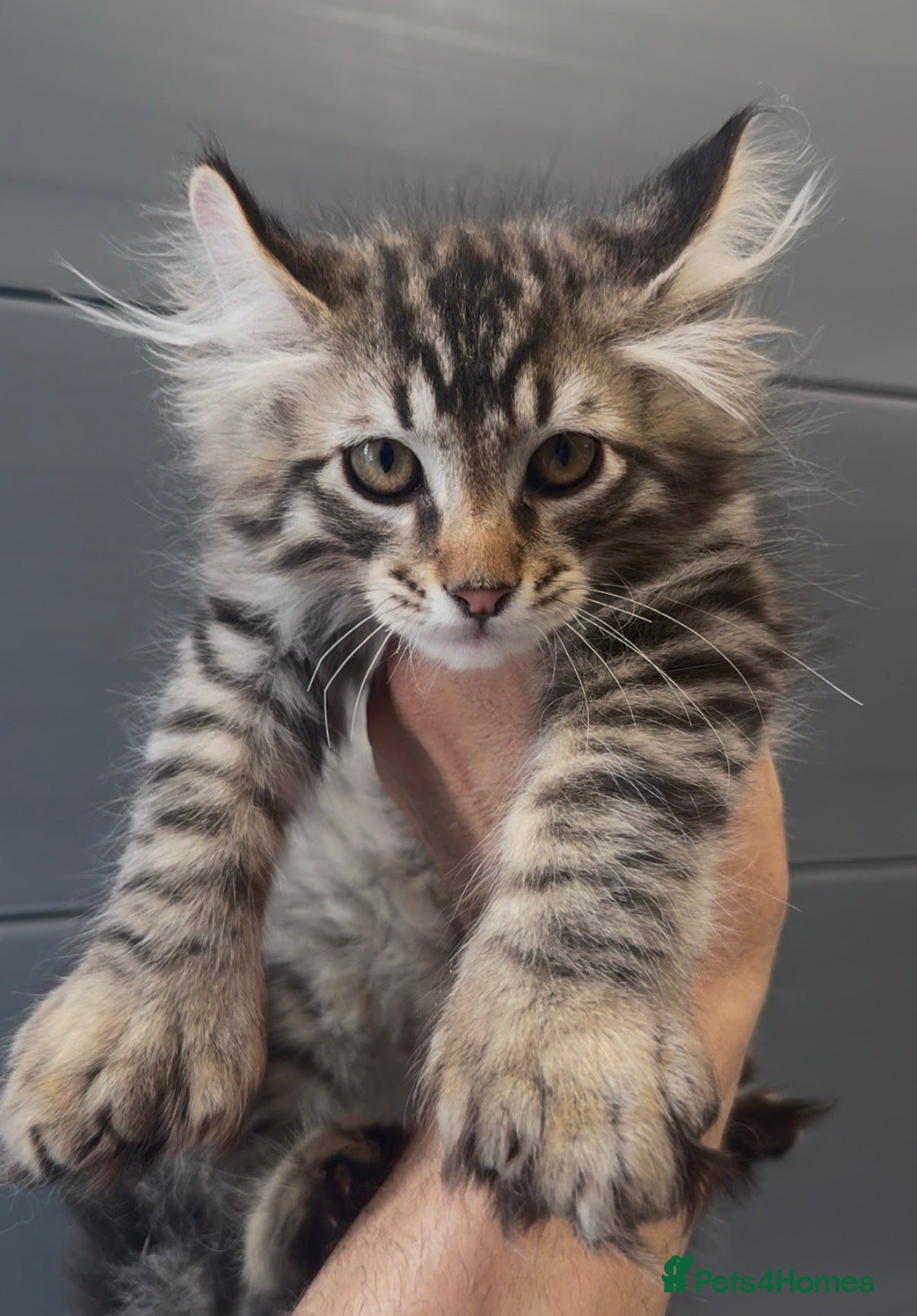 American Curl cats American curl kittens rare breed ready now - Advert 1