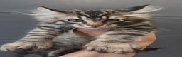 American Curl cats for sale: American curl kittens rare breed ready now - Advert 1