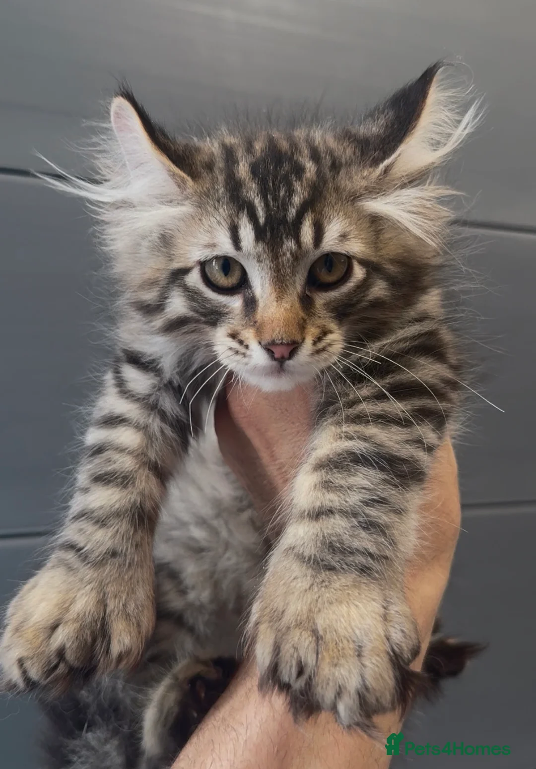 American Curl cats for sale: American curl kittens rare breed ready now - Advert 1