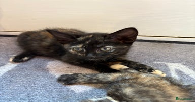 Mixed Breed cats - Advert 4