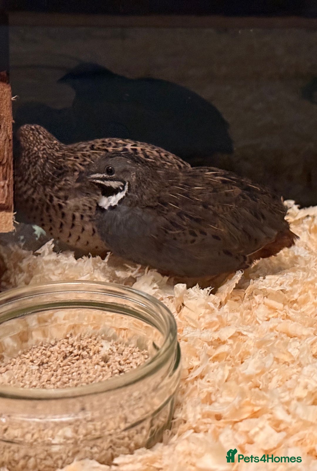 Quail poultry for sale: pairs of Chinese painted quail  - Advert 3