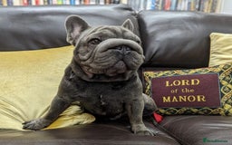 French Bulldog dogs for stud:  Elite Micro  Blue Frenchie Stud - Image 1