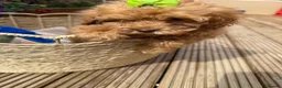 Cockapoo dogs for sale: Cockapoo - Advert 8
