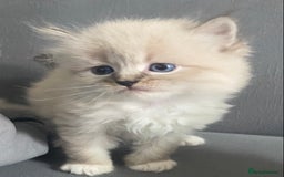 Siberian cats for sale: Siberian Kittens Neva Masquerade White - Image 17