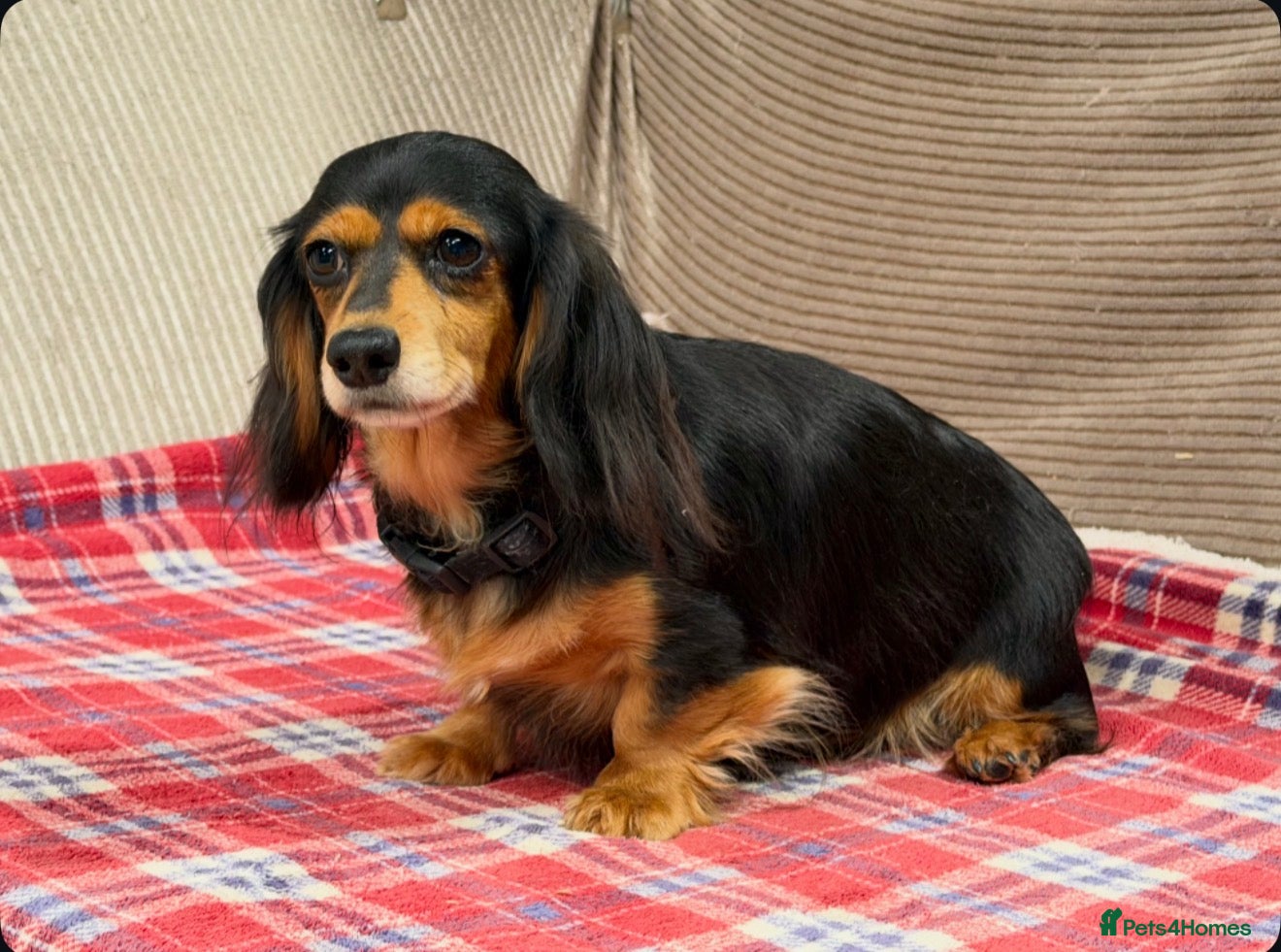 Miniature Dachshund dogs MINI LONGHAIRED KC GIRL  - Advert 1