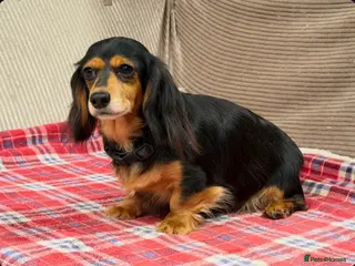 Miniature Dachshund dogs MINI LONGHAIRED KC GIRL - Advert 1