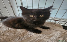 Maine Coon cats for sale: Beautiful black fluffy part maincoon kittens - Image 20