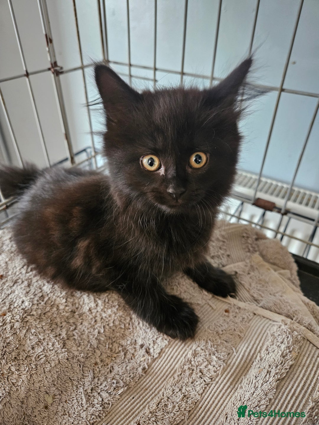 Maine Coon cats for sale: Beautiful black fluffy part maincoon kittens - Image 20