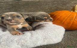 Dorset Olde Tyme Bulldogge dogs for sale: N.E.B.B.R fluffy carriers olde tyme bulldogs - Image 19