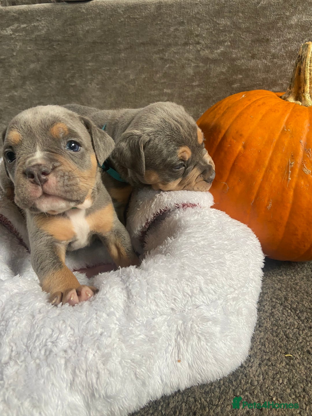 Dorset Olde Tyme Bulldogge dogs for sale: N.E.B.B.R fluffy carriers olde tyme bulldogs - Image 19