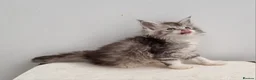 Maine Coon cats for sale: GCCF Pedigree Maine Coon Kittens for sale  - Advert 7