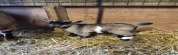 Goats livestock for sale: Stunning pygmy goat kids - Advert 15