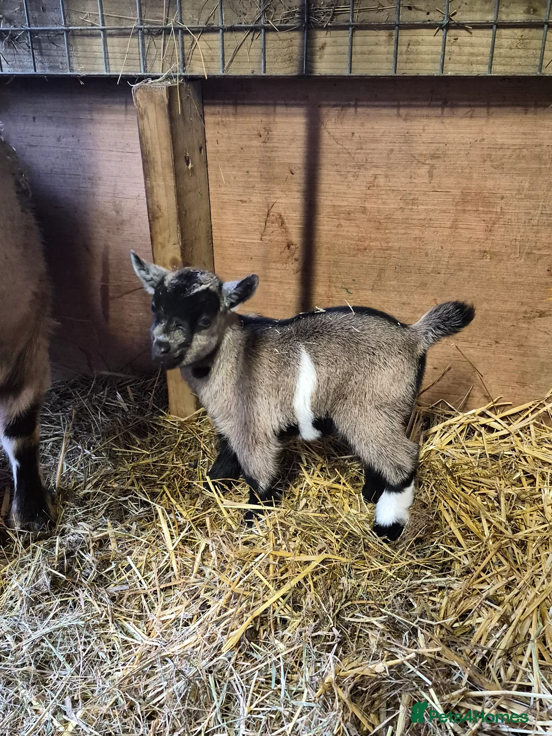 Goats livestock for sale: Stunning pygmy goat kids - Advert 15