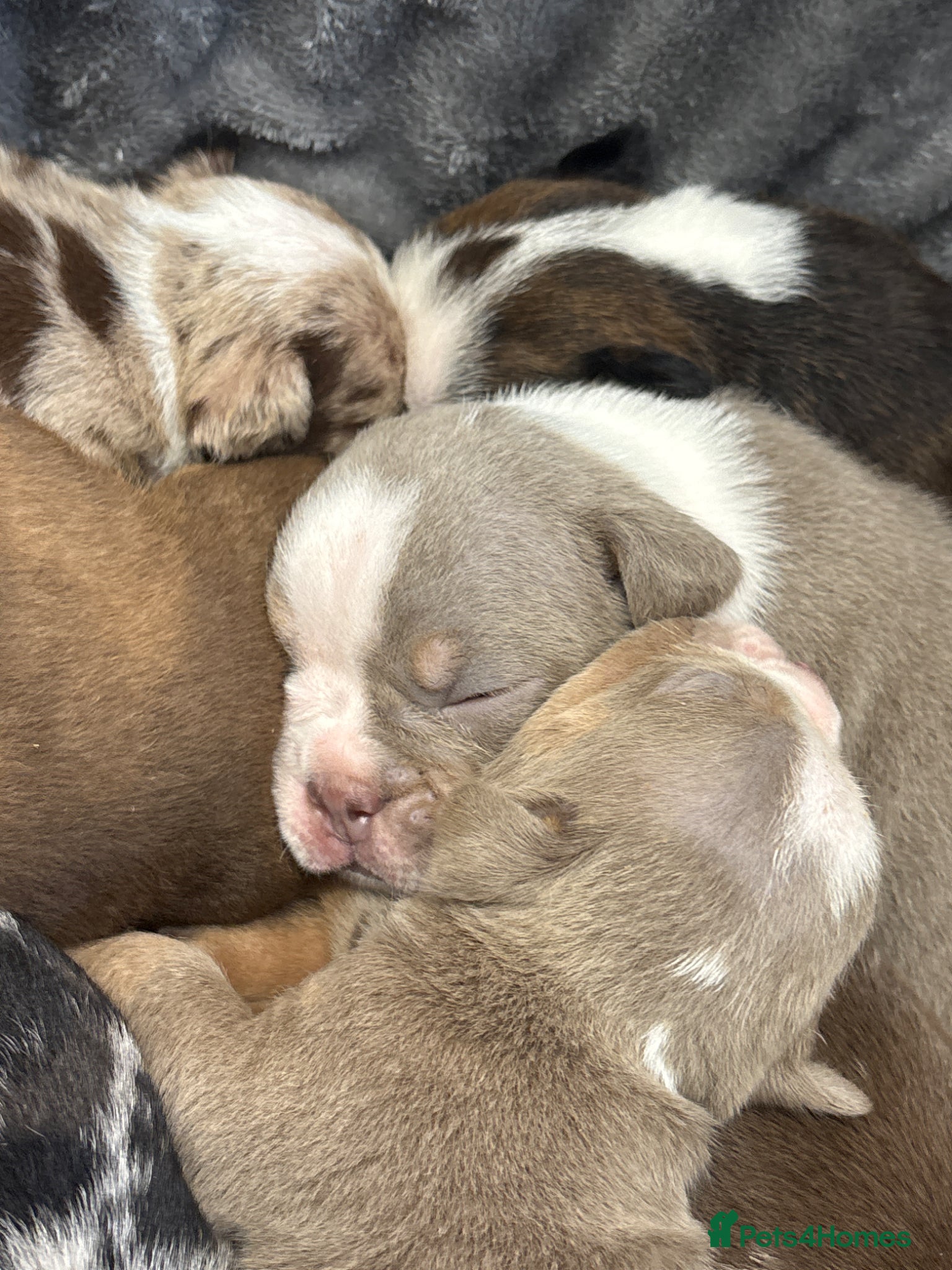English Bulldog dogs for sale: ENGLISH BULLDOGS!  - Advert 3