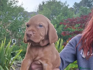 Hungarian Vizsla dogs 5 beautiful strong WH vizsla pups remaining. - Advert 10