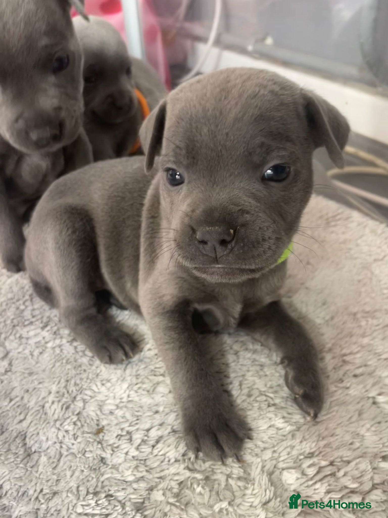 Staffordshire Bull Terrier dogs 7 beautiful KC staffy puppy’s  - Advert 5