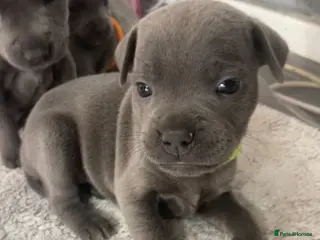 Staffordshire Bull Terrier dogs 7 beautiful KC staffy puppy’s - Advert 5