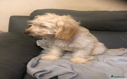 Cockapoo dogs for sale:  F1 Cockapoo MALE Dna health test Clear parents  - Image 7