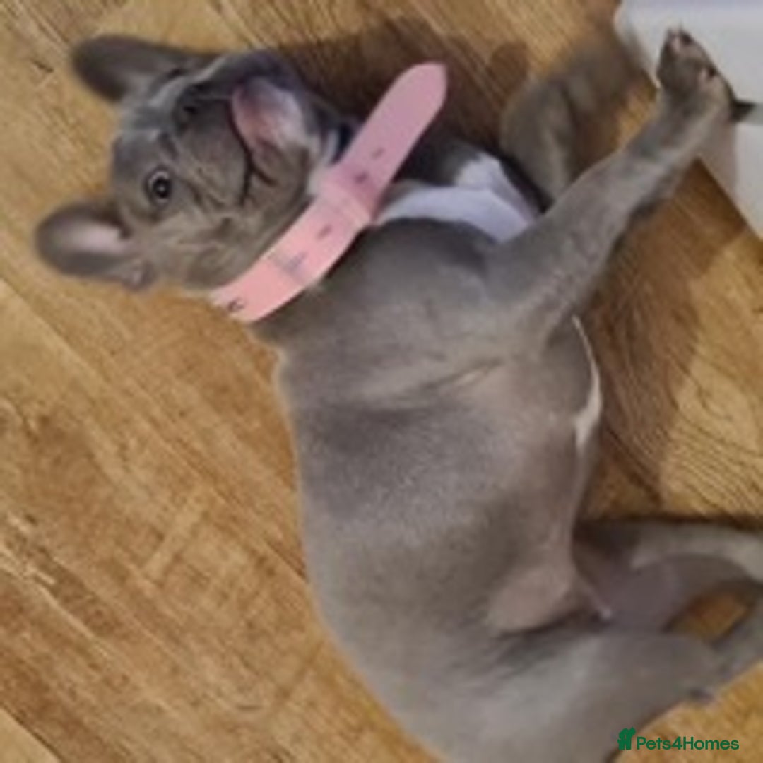 French Bulldog dogs for stud: Kc reg rare markings in Peterborough - Advert 17