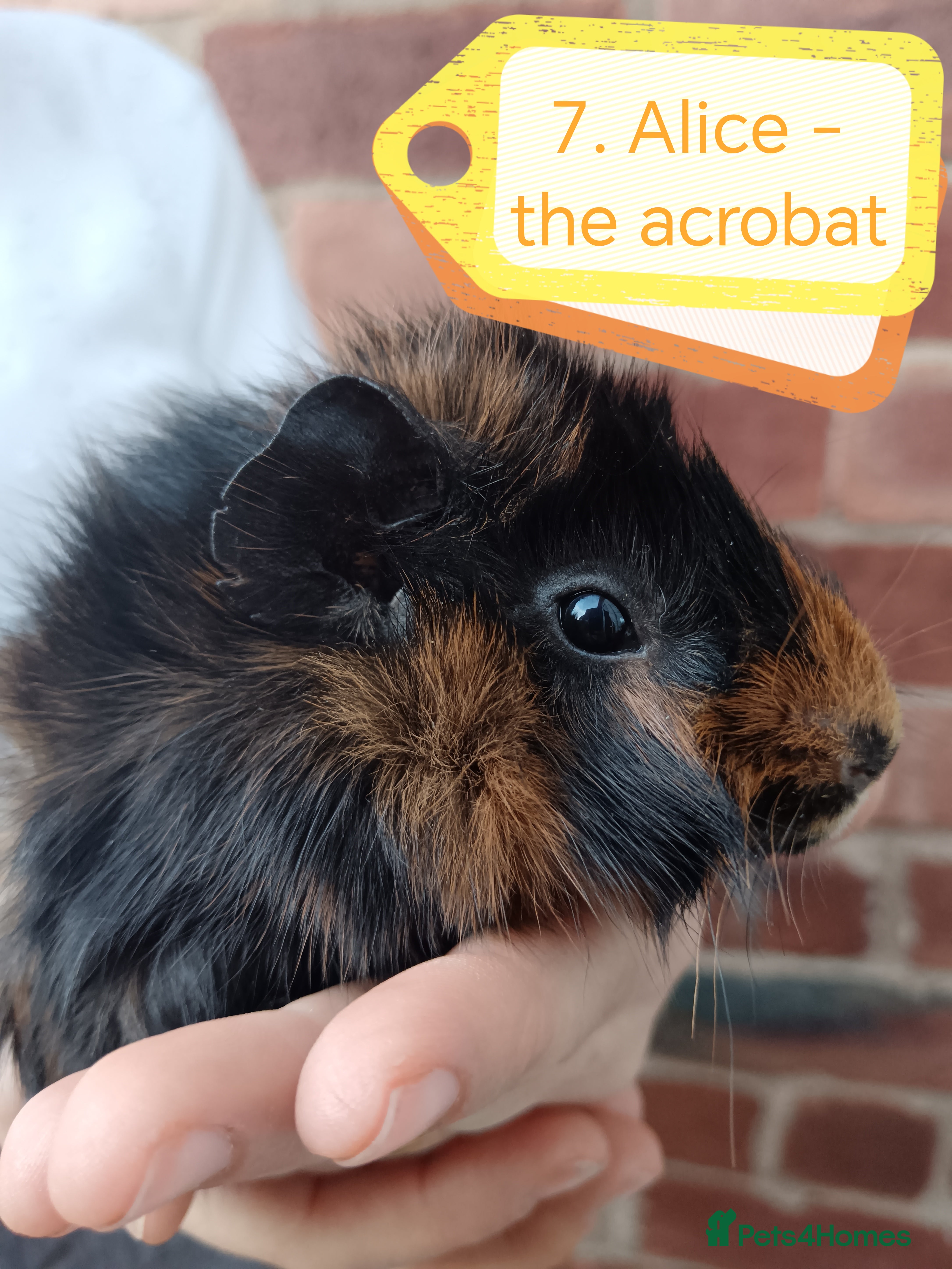 Guinea Pig rodents ♥️ Beautiful Abyssinian girl guinea pigs ♥️ - Advert 18