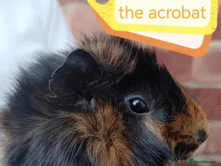 Guinea Pig rodents ♥️ Beautiful Abyssinian girl guinea pigs ♥️ - Advert 19
