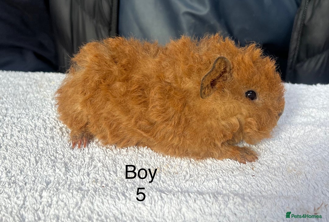 Guinea Pig rodents for sale: Various breeds of baby guinea pigs for sale - Image 5