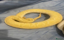 Python Snake reptiles for sale: Royal ball python - Image 3