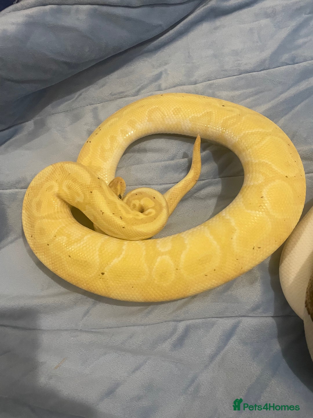 Python Snake reptiles for sale: Royal ball python - Image 3