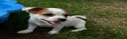 Mixed Breed dogs for sale: Beautiful Jack Russell X puppies  - Advert 4