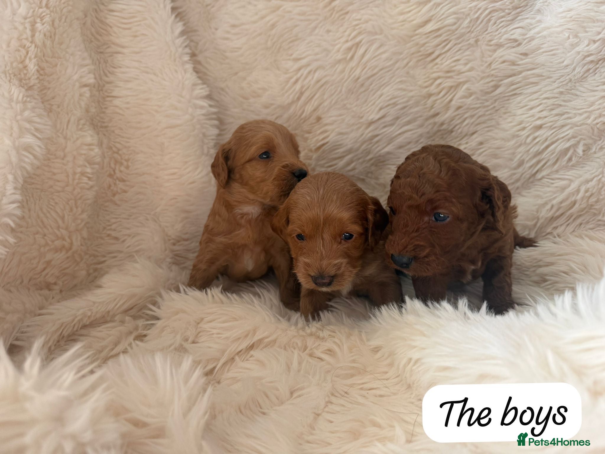 Mini Goldendoodle dogs Beautiful Miniature Goldendoodles Available  - Advert 2